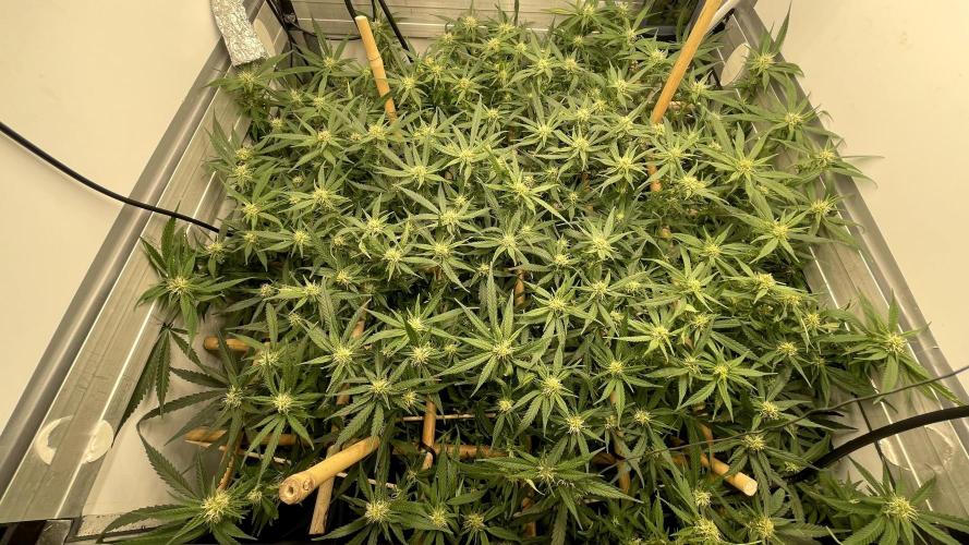 Spliff Strawberry SCROG. Week 15 - Day 103