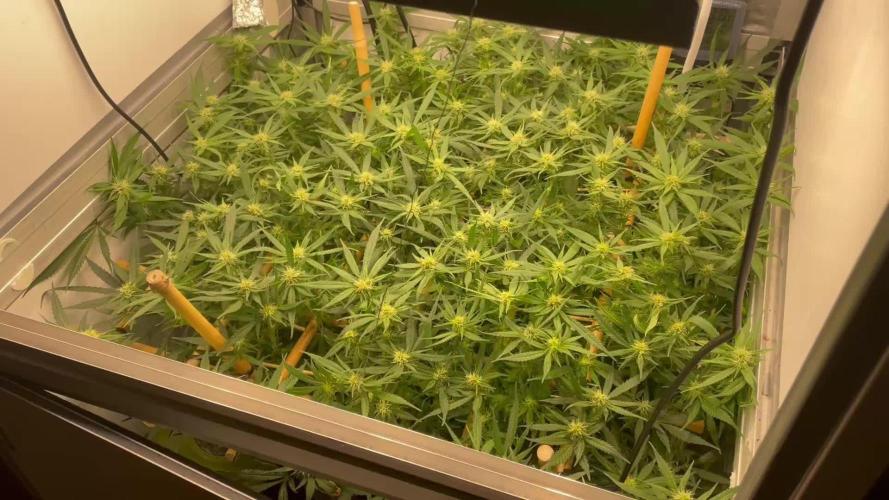 Spliff Strawberry SCROG