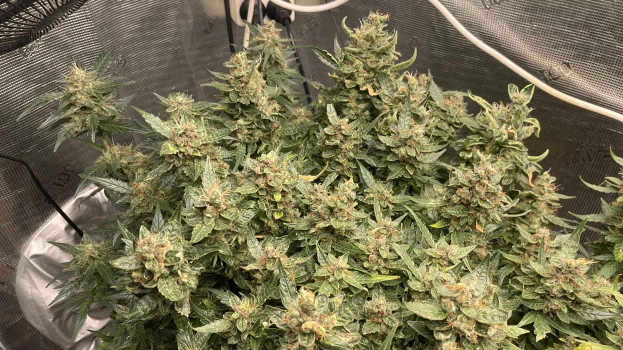 Auto Mimosa x Orange P, OGK, Night Q, G. Week 14
