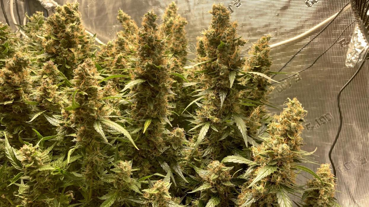 Auto Mimosa x Orange P, OGK, Night Q, G. Week 14