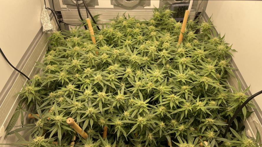 Spliff Strawberry SCROG. Week 16 - Day 111