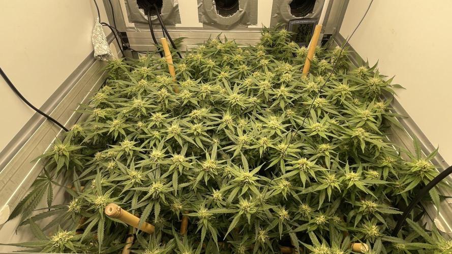 Spliff Strawberry SCROG. Week 16 - Day 111