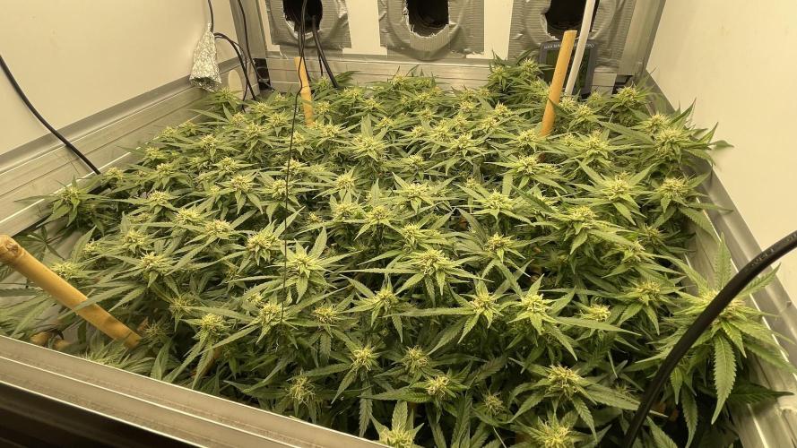 Spliff Strawberry SCROG. Week 16 - Day 111