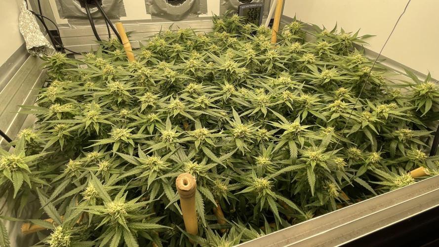 Spliff Strawberry SCROG. Week 16 - Day 111