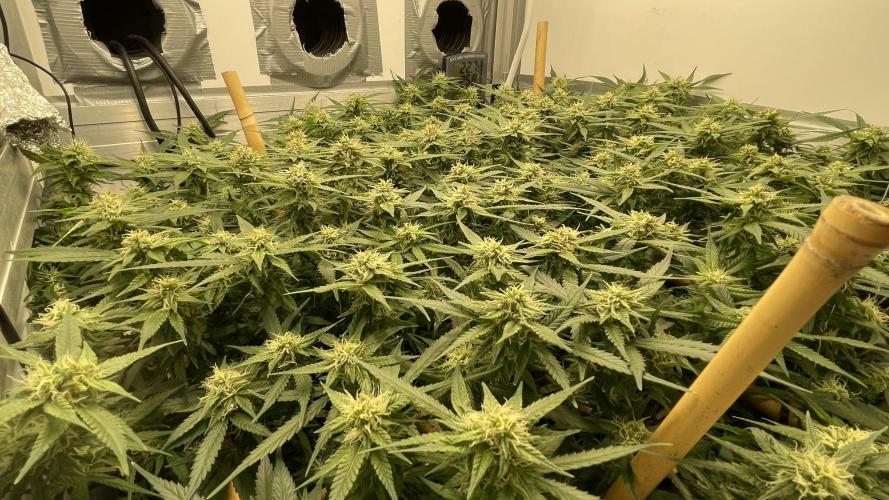 Spliff Strawberry SCROG. Week 16 - Day 111
