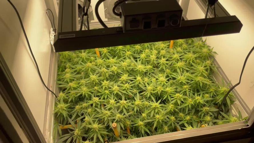 Spliff Strawberry SCROG