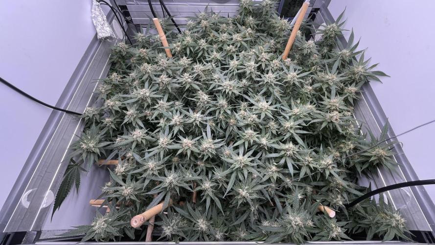 Spliff Strawberry SCROG. Week 17 - Day 125