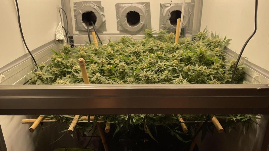 Spliff Strawberry SCROG. Week 17 - Day 125