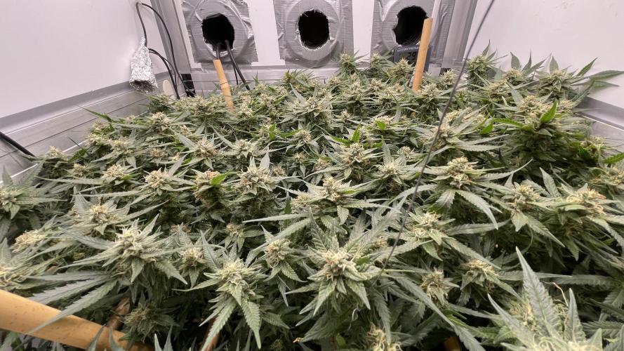 Spliff Strawberry SCROG. Week 17 - Day 125