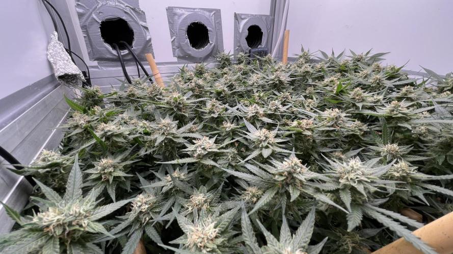 Spliffs Strawberry. Week 17