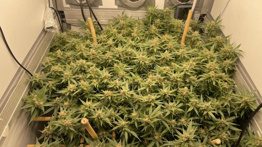 Spliff Strawberry SCROG. Week 20 - Day 134