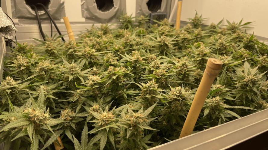 Spliff Strawberry SCROG. Week 20 - Day 134