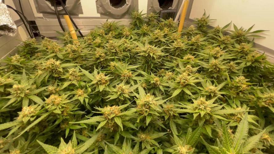 Spliff Strawberry SCROG