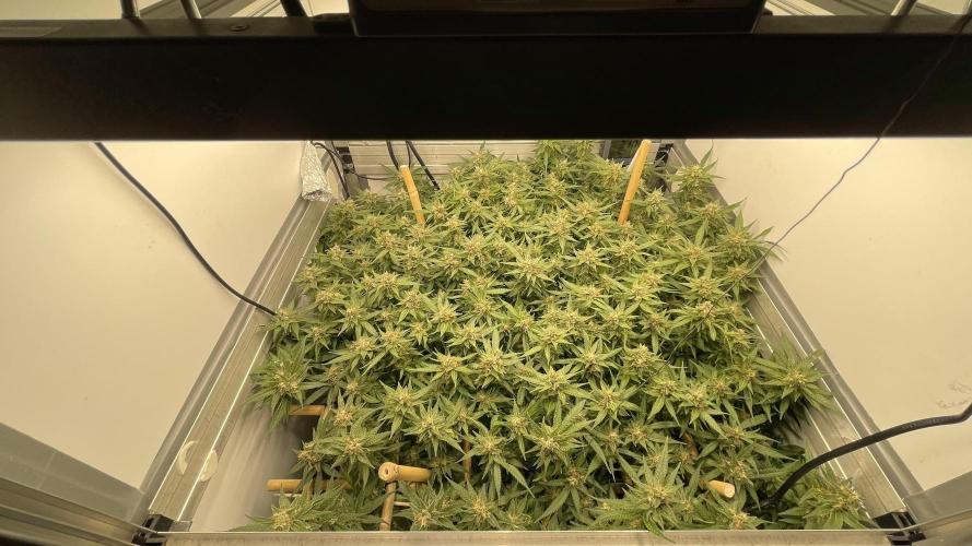 Spliff Strawberry SCROG. Week 20 - Day 134