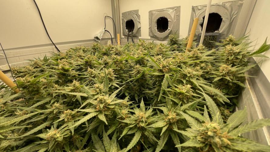 Spliffs Strawberry. Week 20