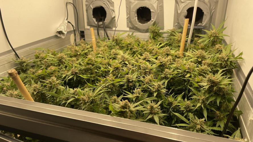 Spliff Strawberry SCROG. Week 21 - Day 143