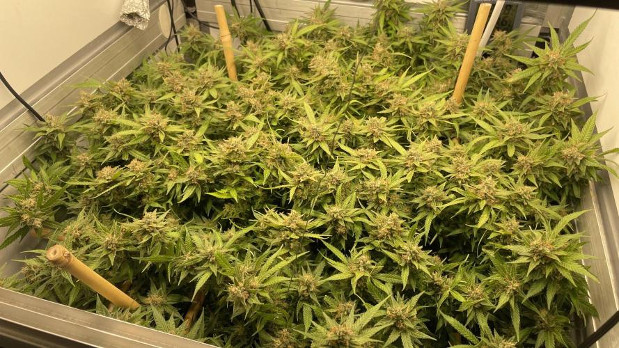 Spliff Strawberry SCROG. Week 21 - Day 143