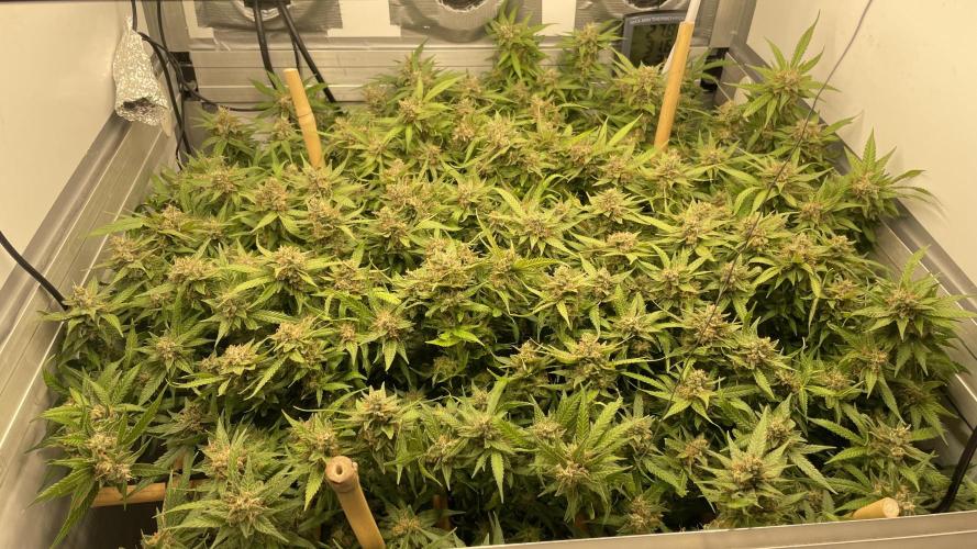 Spliff Strawberry SCROG. Week 21 - Day 143