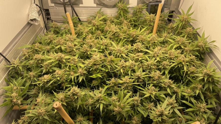Spliff Strawberry SCROG. Week 21 - Day 143