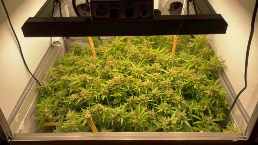 Spliff Strawberry SCROG