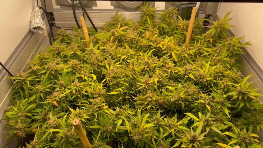 Spliff Strawberry SCROG