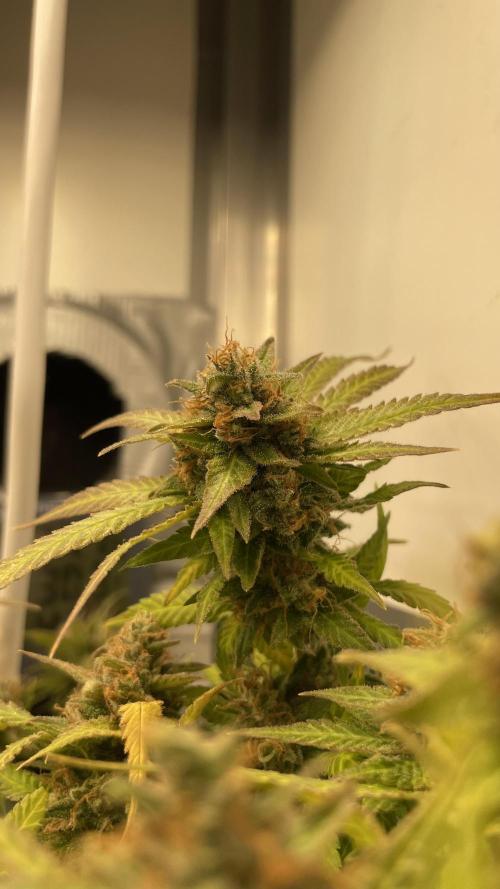 Spliff Strawberry SCROG. Week 22 - Day 152