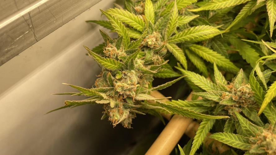 Spliff Strawberry SCROG. Week 22 - Day 152