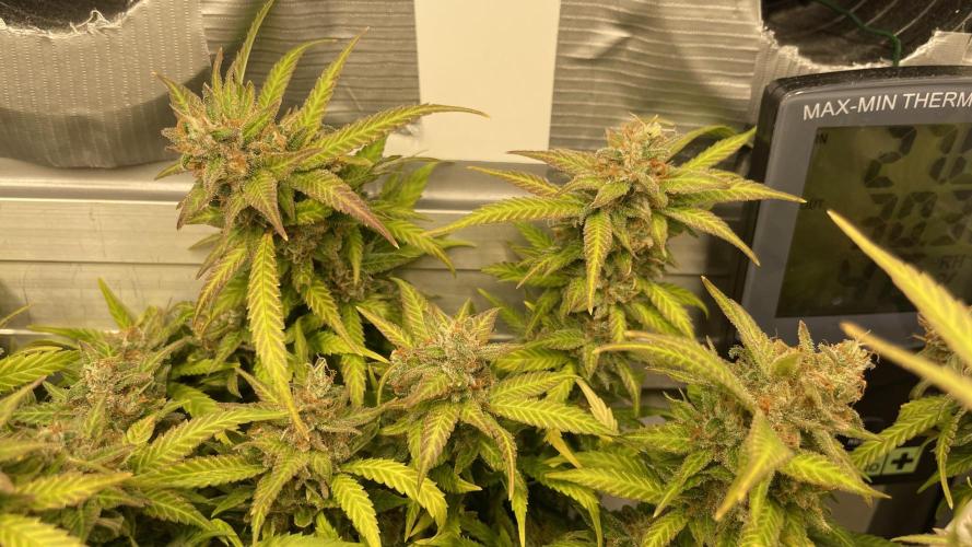 Spliff Strawberry SCROG. Week 22 - Day 152