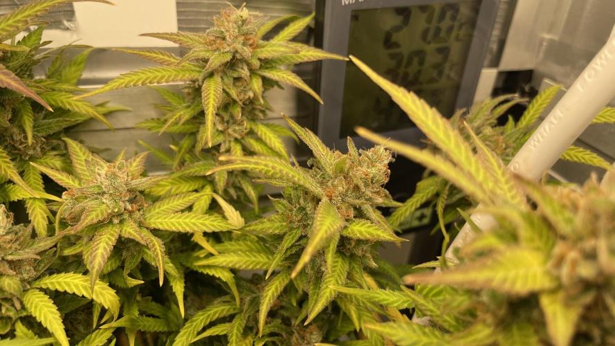 Spliff Strawberry SCROG. Week 22 - Day 152