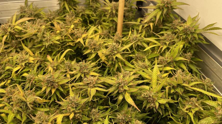Spliff Strawberry SCROG. Week 22 - Day 152
