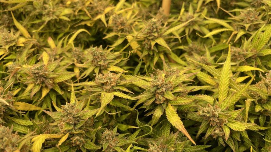 Spliff Strawberry SCROG. Week 22 - Day 152