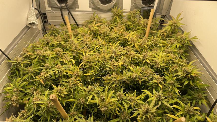 Spliff Strawberry SCROG. Week 22 - Day 152