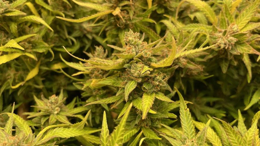 Spliff Strawberry SCROG. Week 22 - Day 152