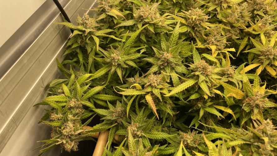 Spliff Strawberry SCROG. Week 22 - Day 152