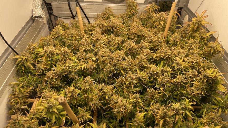 Spliff Strawberry SCROG. Week 23 - Day 159
