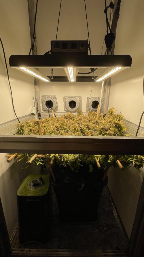 Spliff Strawberry SCROG. Week 23 - Day 159