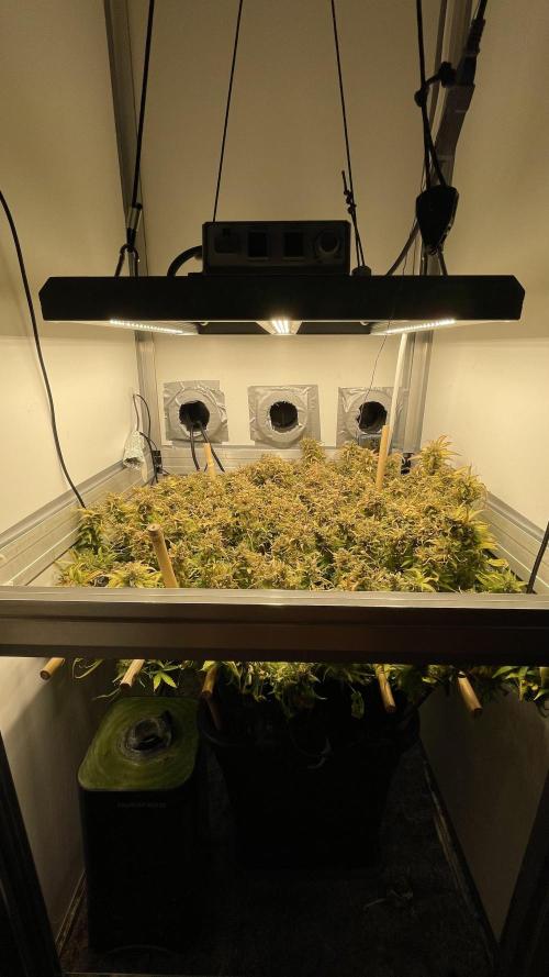 Spliff Strawberry SCROG. Week 23 - Day 159
