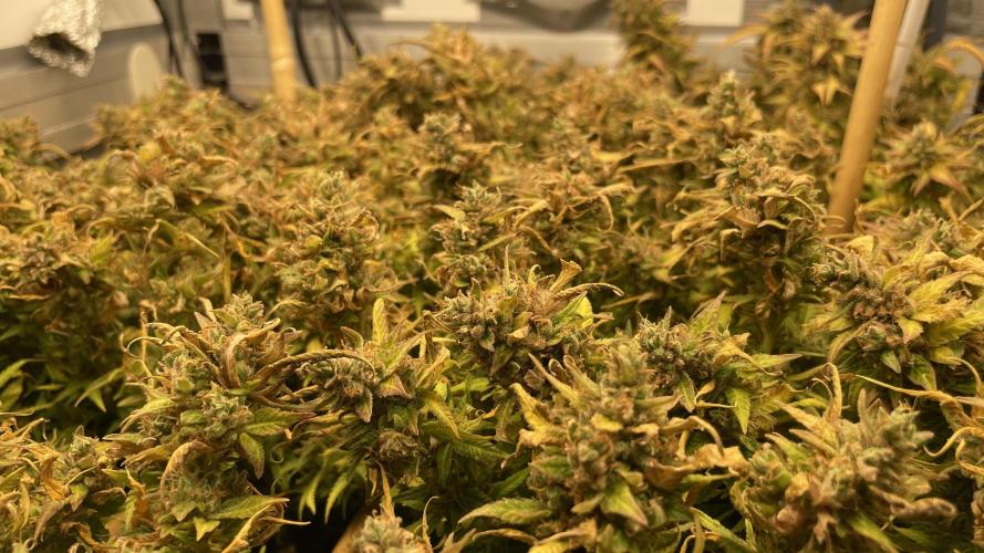 Spliff Strawberry SCROG. Week 23 - Day 159