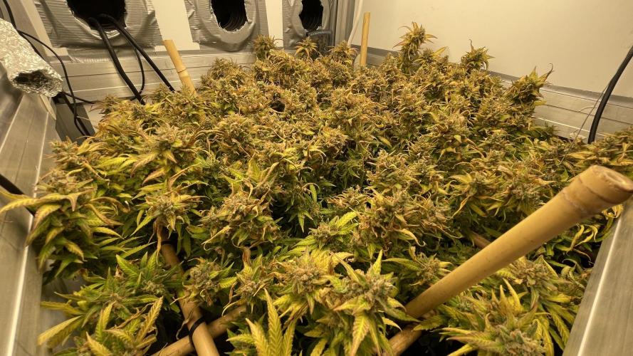 Spliff Strawberry SCROG. Week 23 - Day 159