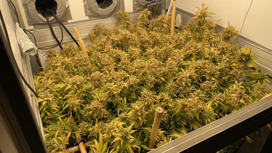 Spliff Strawberry SCROG. Week 23 - Day 159