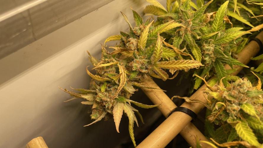 Spliff Strawberry SCROG. Week 23 - Day 159
