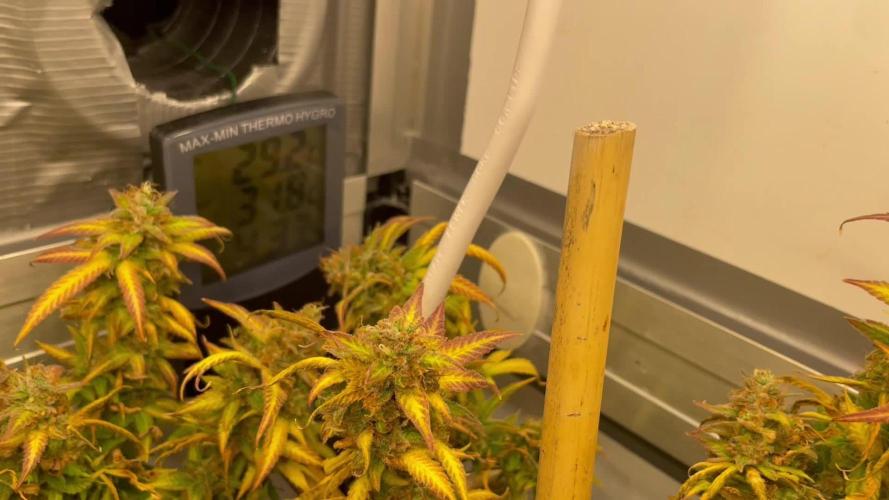 Spliff Strawberry SCROG