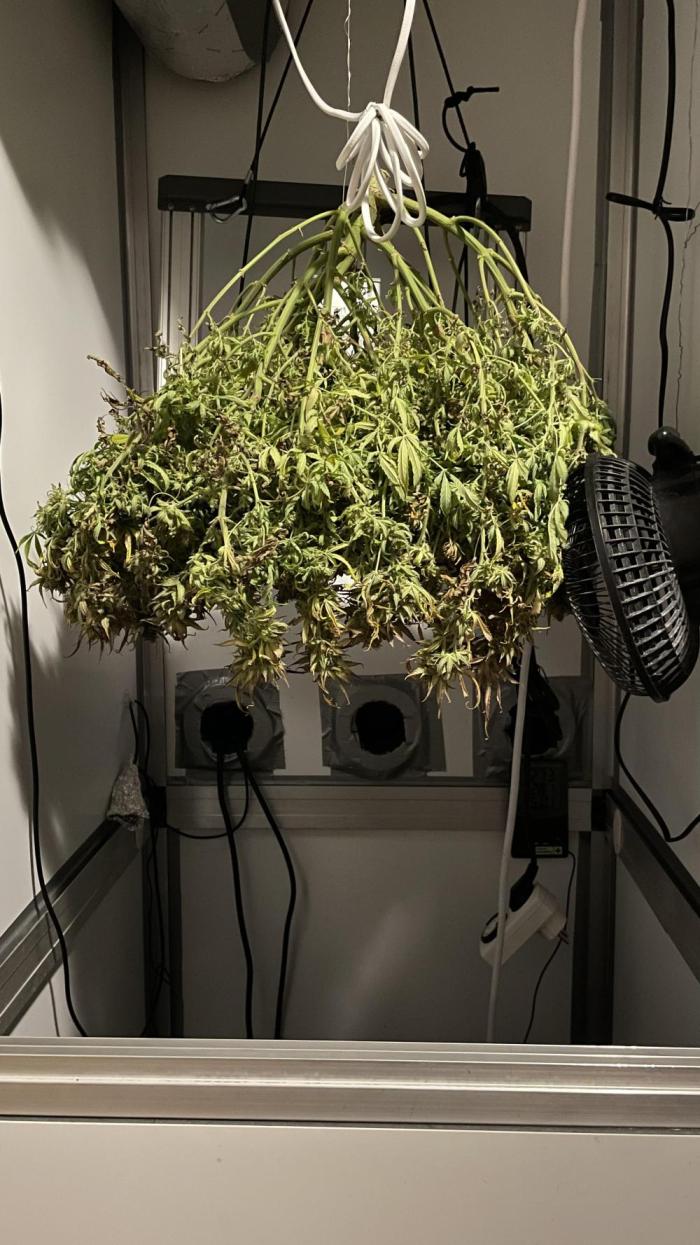 Spliff Strawberry SCROG. Week 23