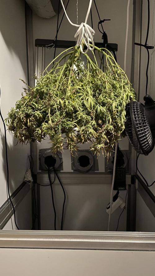 Spliffs Strawberry. Week 23