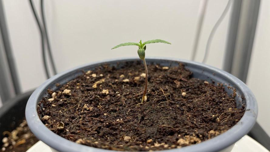 Mega Power Plant Spliff Seeds. Week 1 - D07