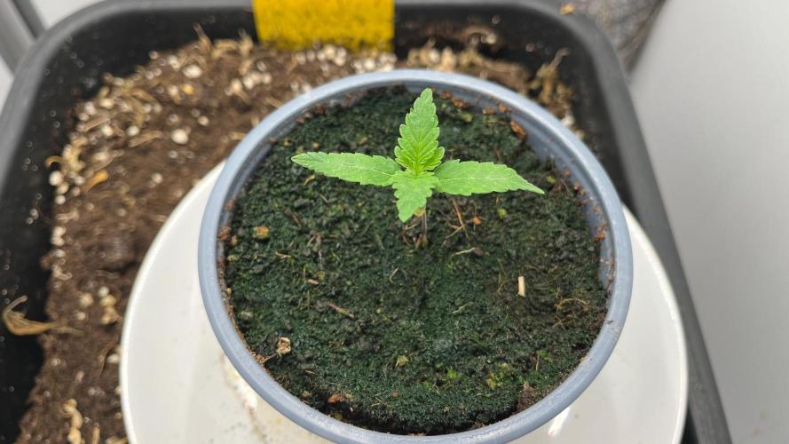 Mega Power Plant Spliff Seeds. Week 2 - D11