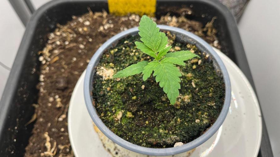 Mega Power Plant Spliff Seeds. Week 2 - D13