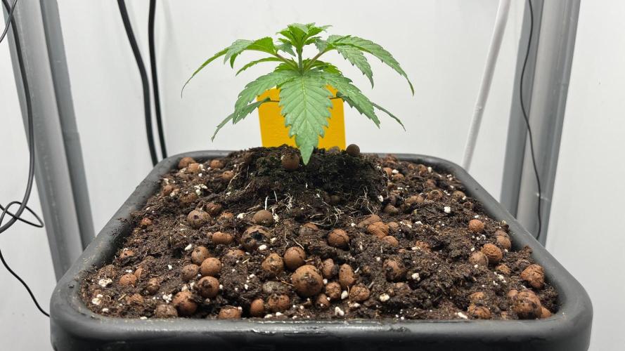 Mega Power Plant Spliff Seeds. Week 4 - D24