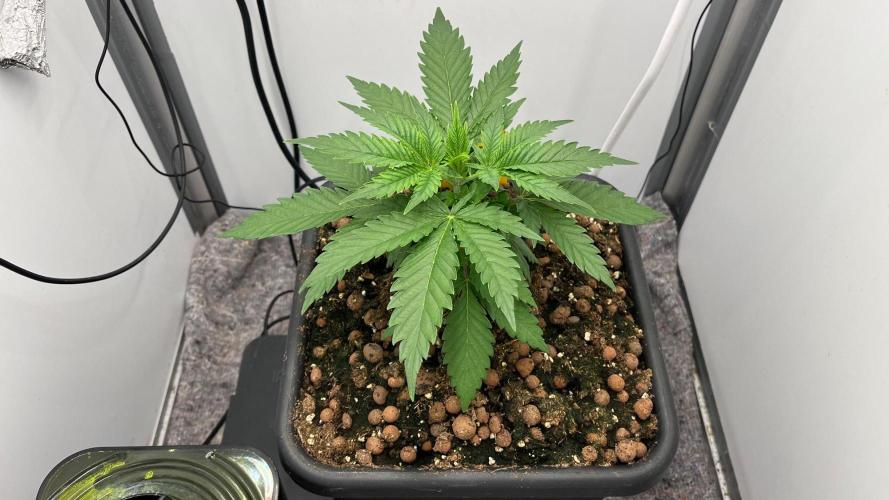 Mega Power Plant Spliff Seeds. Week 4 - D28