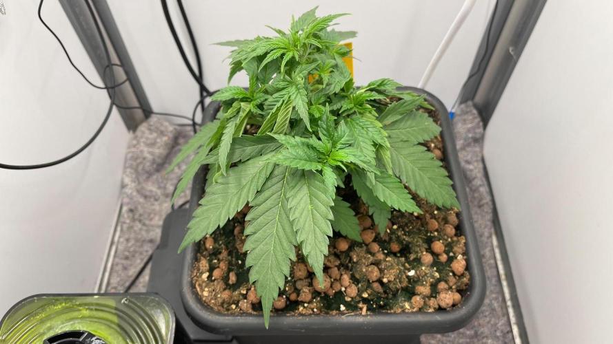 Mega Power Plant Spliff Seeds. Week 5 - D31